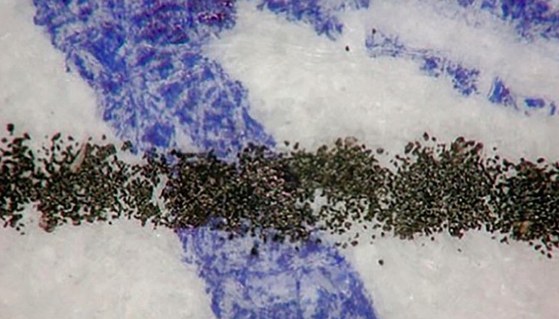 Ampliação de um cruzamento entre traço de esferográfica e linha de toner: os grânulos do toner assentam sobre a tinta azul